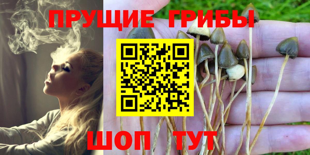 Галлюциногенные грибы Psilocybe Богданович
